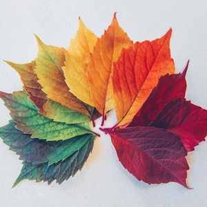 Meet your Posher, Bridgette